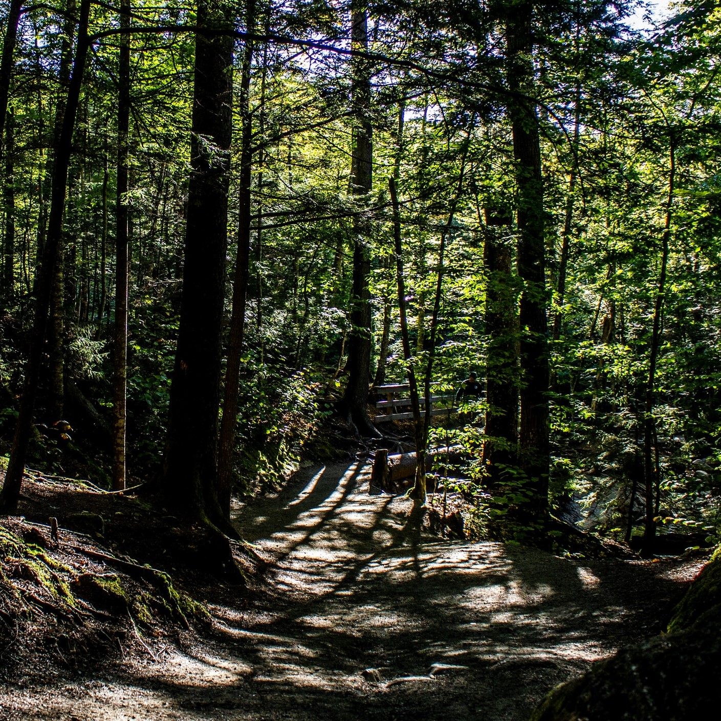 Ecologische motieven achter Van Eedens kolonie Walden