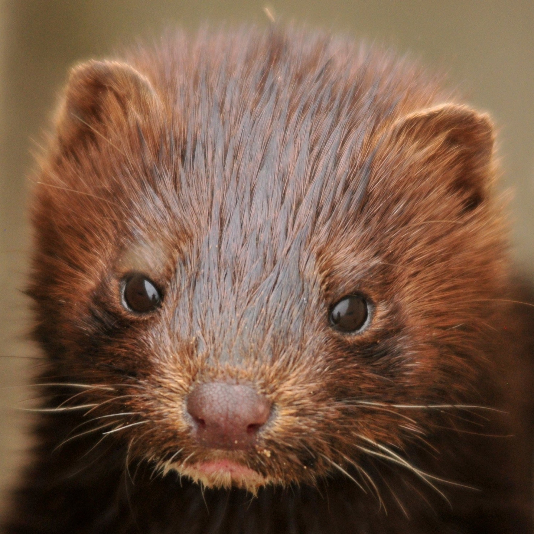 Dieren door de bril van de mens