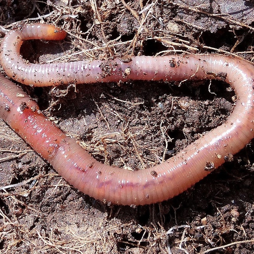 De buurman is een worm